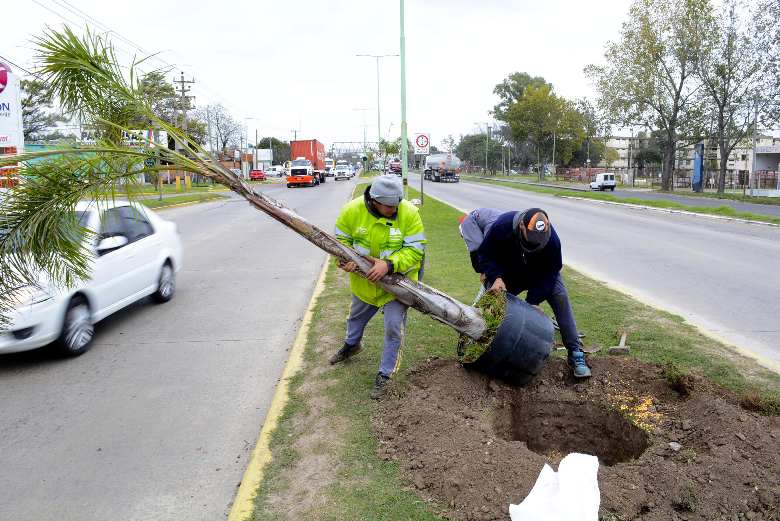 Personal municipal colocando palmeras Pindó